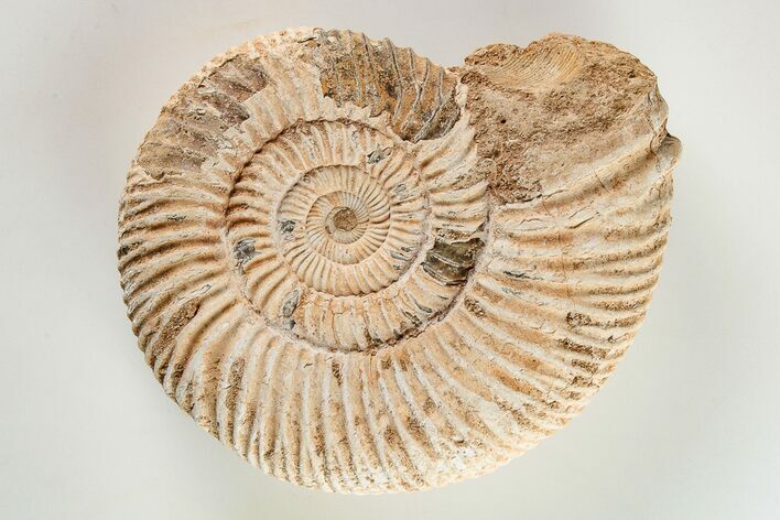 Jurassic Ammonite (Perisphinctes) Fossil - Madagascar #203927